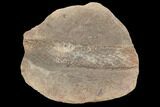 Pennsylvanian, Fossil Club Moss (Lepidodendron) - Illinois #120963-1